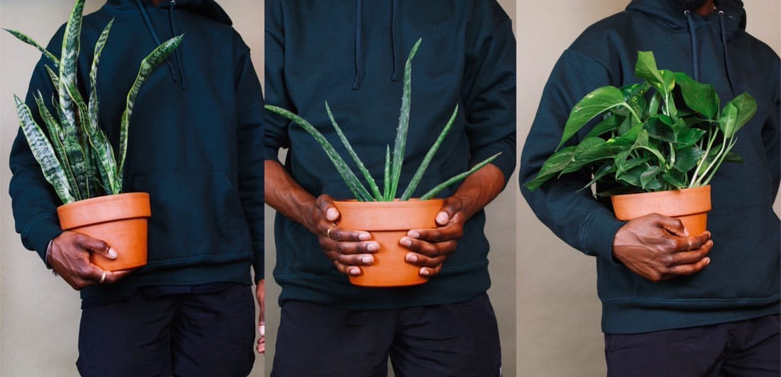 HBCU Grads Set To Open New Virtual Plant Shop With Subscription Service